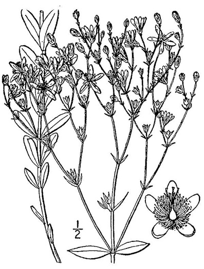 drawing of Hypericum virgatum, Strict St. Johnswort, Sharpleaf St. Johnswort