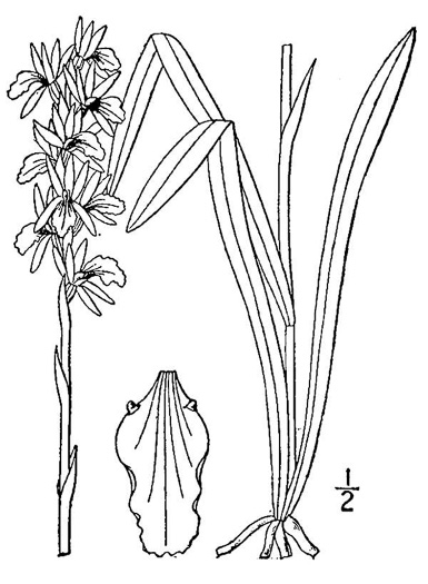 drawing of Spiranthes cernua, Nodding Ladies'-tresses