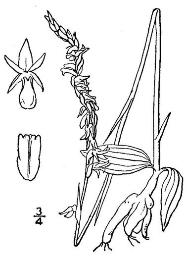 image of Spiranthes lacera var. gracilis, Southern Slender Ladies'-tresses