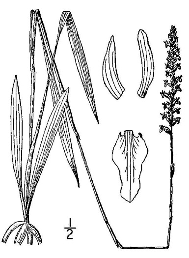 image of Spiranthes vernalis, Spring Ladies'-tresses