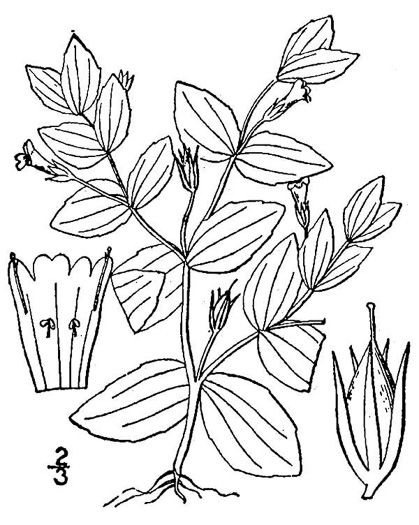 drawing of Lindernia dubia var. dubia, Yellowseed False Pimpernel