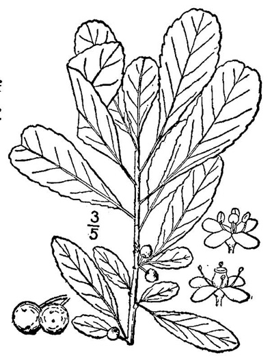 image of Ilex curtissii, Suwanee Possumhaw, Curtiss's Holly