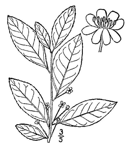 image of Ilex laevigata, Smooth Winterberry