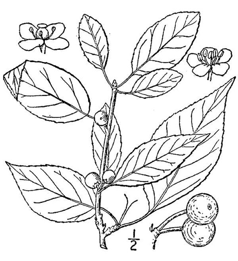 image of Ilex montana, Mountain Holly, Mountain Winterberry