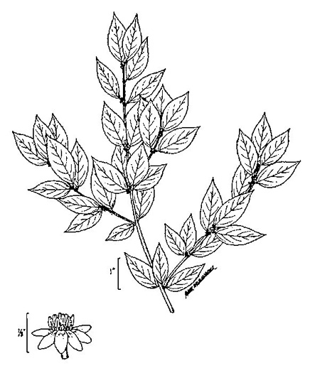 image of Ilex verticillata, Downy Winterberry, "Black Alder"