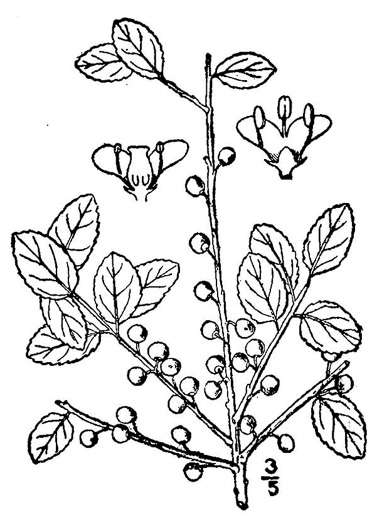 drawing of Ilex vomitoria, Yaupon Holly, Yaupon