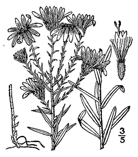 image of Ionactis linariifolia, Stiffleaf Aster, Flaxleaf Aster, Spruce Aster