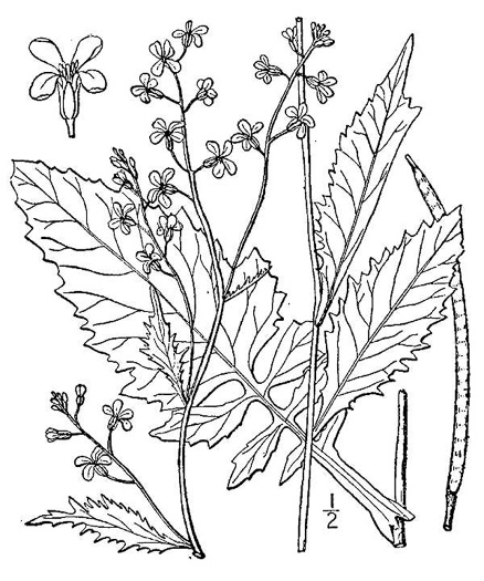 image of Iodanthus pinnatifidus, Purple Rocket