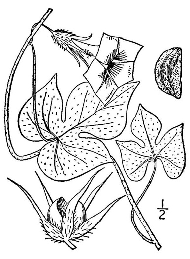 image of Ipomoea hederacea, Ivyleaf Morning Glory