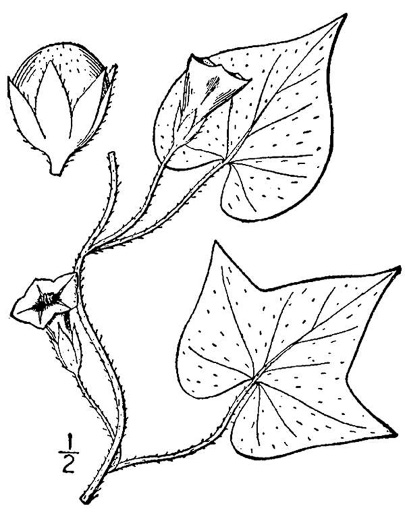 drawing of Ipomoea lacunosa, Small White Morning Glory, Small-flowered Morning Glory, Whitestar