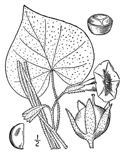 image of Ipomoea purpurea, Common Morning Glory