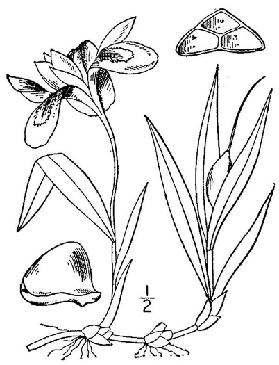 drawing of Iris cristata, Dwarf Crested Iris