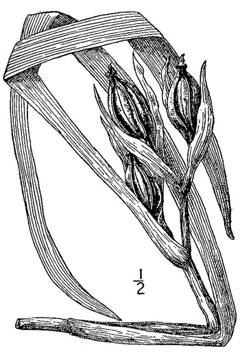 drawing of Iris brevicaulis, Short-stem Iris, Lamance Iris, Zigzag Iris