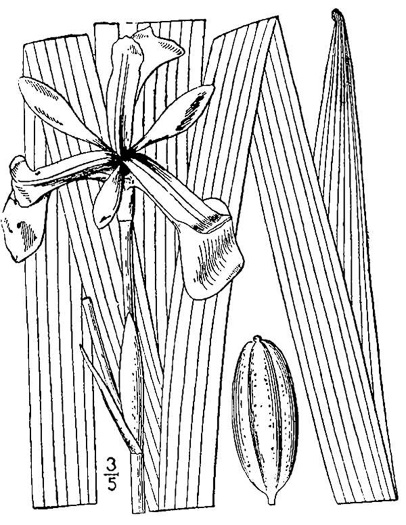 drawing of Iris versicolor, Northern Blue Flag, Larger Blue Flag, Poison Flag, harlequin blueflag