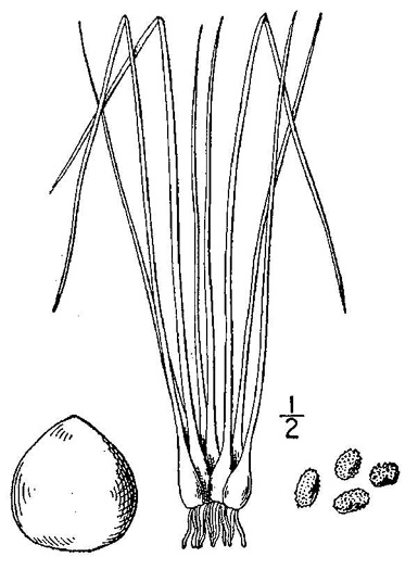 drawing of Isoetes melanopoda ssp. silvatica, Eastern Blackfoot Quillwort