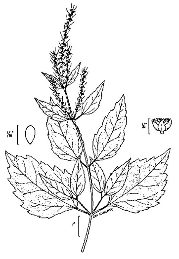 image of Iva annua, Sumpweed, Rough Marsh-elder, Annual Marsh-elder