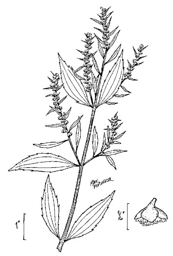 drawing of Iva frutescens var. frutescens, Southern Maritime Marsh-elder, Southern Bigleaf Marsh-elder