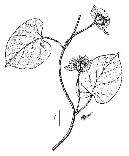 drawing of Jacquemontia tamnifolia, Common Jacquemontia, Hairy Clustervine, Tie Vine, Smallflower Morning Glory