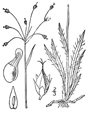 drawing of Luzula acuminata var. carolinae, Carolina Woodrush, Southern Hairy Woodrush