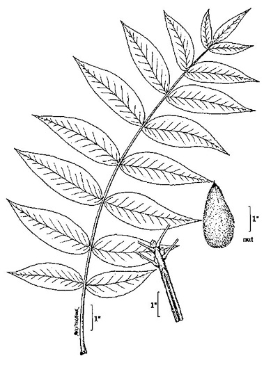 drawing of Juglans cinerea, Butternut, White Walnut