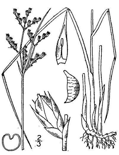 image of Juncus dichotomus, Forked Rush