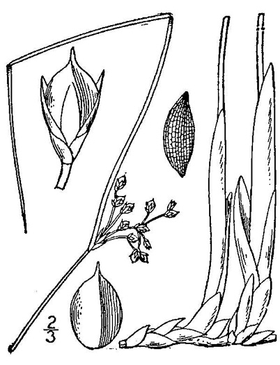 drawing of Juncus gymnocarpus, Seep Rush, Beaked Rush, Pennsylvania Rush