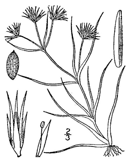 image of Juncus repens, Creeping Rush