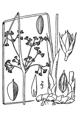 drawing of Juncus roemerianus, Black Needle Rush