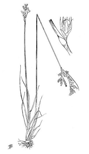 image of Juncus tenuis, Path Rush, Poverty Rush, Slender Rush