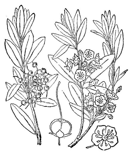 drawing of Kalmia angustifolia, Northern Sheepkill, Sheep Laurel, Lamb-kill