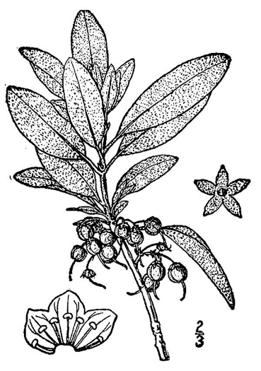 image of Kalmia carolina, Southern Sheepkill, Carolina Wicky, Carolina Sheep Laurel, Carolina Bog Myrtle