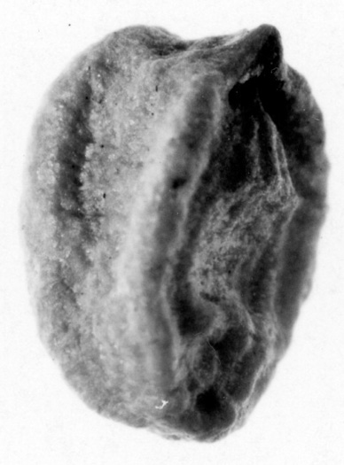 image of Kalopanax septemlobus, Castor Aralia