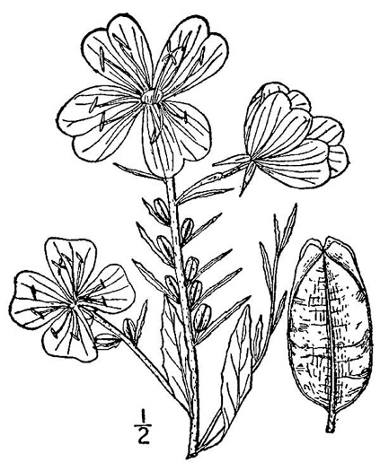 drawing of Oenothera fruticosa +, Southern Sundrops, Narrowleaf Sundrops