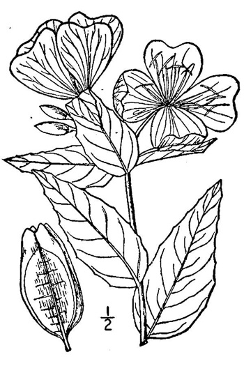 drawing of Oenothera riparia, Riverbank Evening Primrose, Riverbank Sundrops