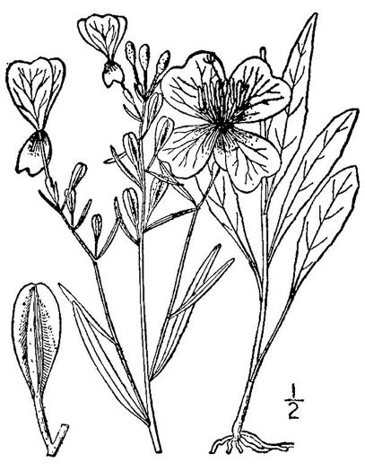 image of Oenothera fruticosa var. fruticosa, Narrowleaf Sundrops