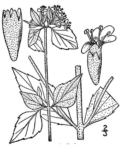 drawing of Pycnanthemum albescens, Whiteleaf Mountain-mint, White Mountain-mint