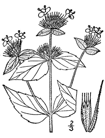 drawing of Pycnanthemum setosum, Awned Mountain-mint