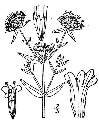image of Pycnanthemum flexuosum, Savanna Mountain-mint, Savanna Mint