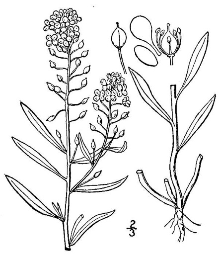 drawing of Lobularia maritima, Sweet Alyssum, Seet Alison
