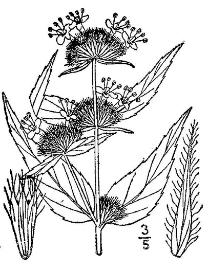 drawing of Pycnanthemum montanum, Appalachian Mountain-mint, Thinleaf Mountain-mint