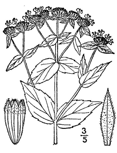 drawing of Pycnanthemum muticum var. 1, Short-toothed Mountain-mint, Downy Mountain-mint, Clustered Mountain-mint