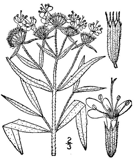 image of Pycnanthemum verticillatum, Whorled Mountain-mint