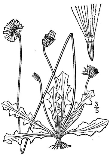 Krigia virginica, Virginia Dwarf-dandelion