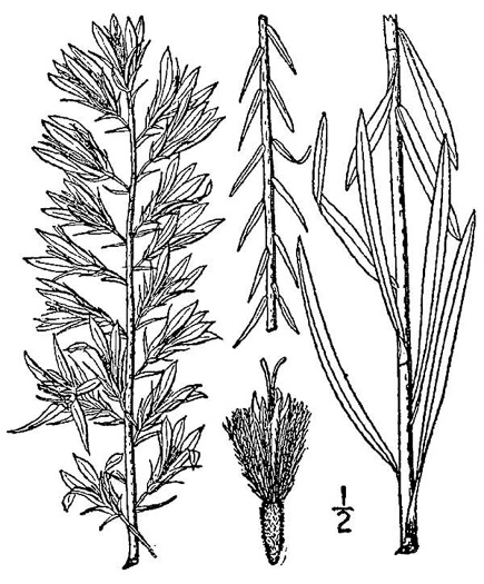 drawing of Liatris elegans var. elegans, Common Elegant Blazing-star