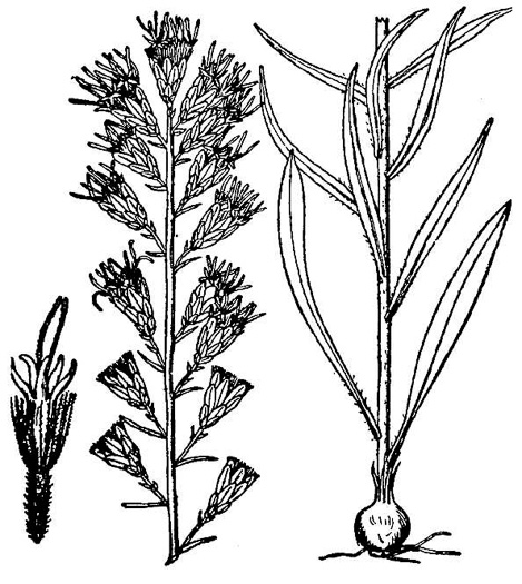 drawing of Liatris pilosa, Grassleaf Blazing-star, Shaggy Blazing-star