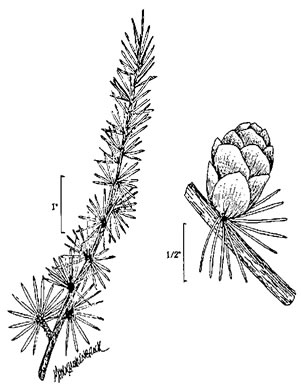 image of Larix laricina, Eastern Tamarack, Eastern Larch
