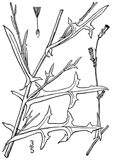 drawing of Lactuca saligna, Willowleaf Lettuce