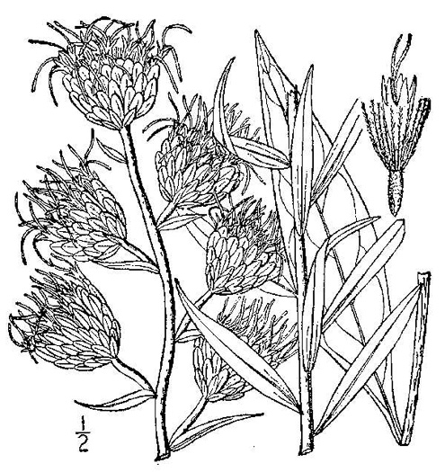 drawing of Liatris scariosa, Northern Blazing-star