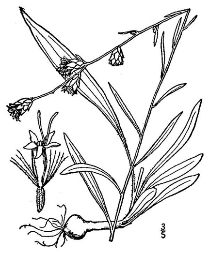 drawing of Liatris virgata, Wand Blazing-star