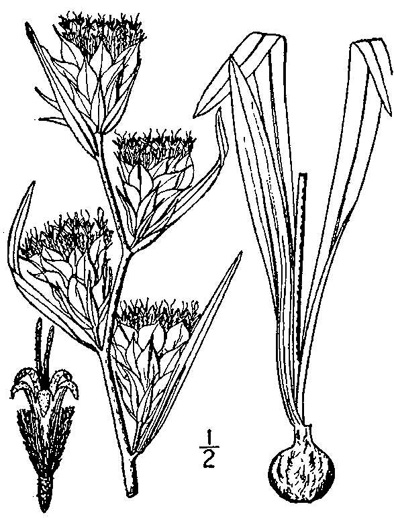 drawing of Liatris squarrosa var. squarrosa, Scaly Blazing-star, Squarrose Gayfeather, Longbracted Blazing-star